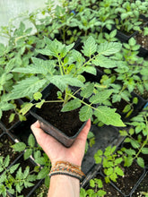 Charger l'image dans la galerie, Plants potagers AB