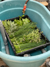 Charger l'image dans la galerie, Herbes