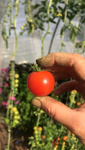 Charger l'image dans la galerie, Plants potagers AB
