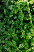 Charger l'image dans la galerie, Plants potagers AB