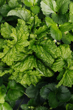 Charger l'image dans la galerie, Plants potagers AB