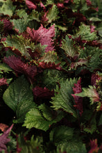 Charger l'image dans la galerie, Herbes