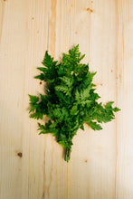 Charger l'image dans la galerie, Herbes