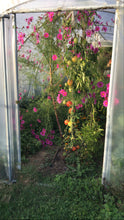 Charger l'image dans la galerie, Plants potagers AB
