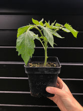 Charger l'image dans la galerie, Plants potagers AB