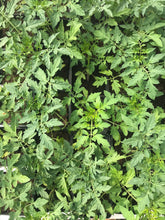 Charger l'image dans la galerie, Plants potagers AB