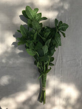 Charger l'image dans la galerie, Herbes