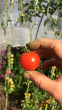 Charger l&#39;image dans la galerie, Plants de tomates AB

