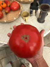 Charger l&#39;image dans la galerie, Plants de tomates AB
