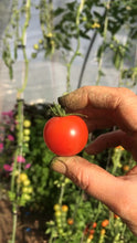 Charger et lire la vidéo dans la visionneuse de la Galerie, Plants de tomates AB
